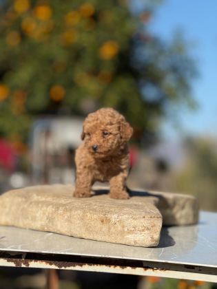 ÜST KALİTE EV ORTAMINDA SAĞLIK IRK GARANTİLİ POODLE