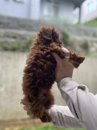 SAĞLIK IRK GARANTİLİ ÜST KALİTE POODLE BEBEKLER
