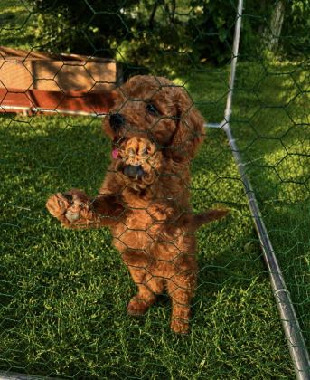 ÜST KALİTE SAĞLIK IRK GARANTİLİ TOY POODLE YAVRULAR