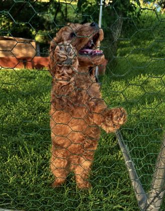 ÜST KALİTE SAĞLIK IRK GARANTİLİ TOY POODLE YAVRULAR