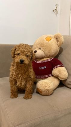 ÜST DÜZEY EV ORTAMIN DA POODLE BEBEKLER