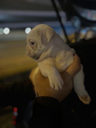PİNK PUG MOPS IRKININ EN İYİLERİNDEN