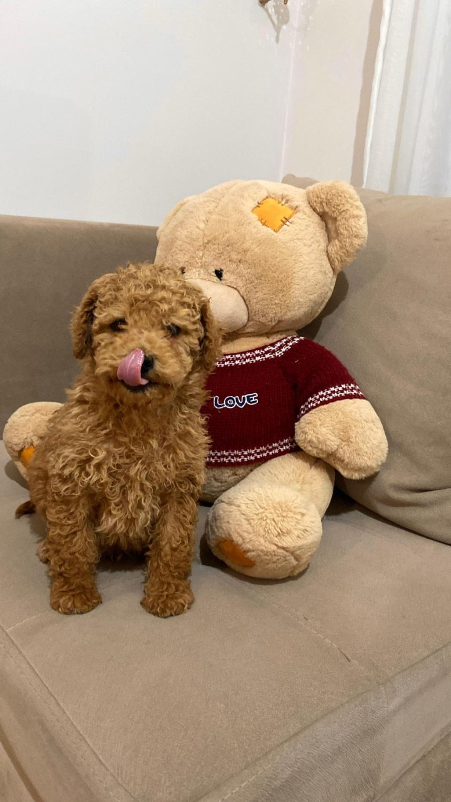 ÜST DÜZEY EV ORTAMIN DA POODLE BEBEKLER