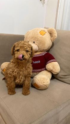 ÜST DÜZEY EV ORTAMIN DA POODLE BEBEKLER