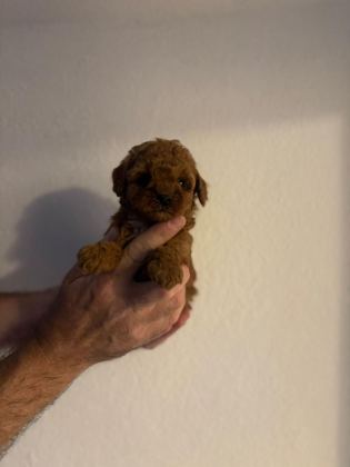 GÜZELER GÜZELİ POODLE BEBEKLER
