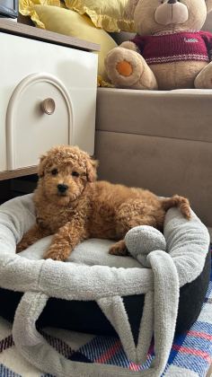 ÜST DÜZEY EV ORTAMIN DA POODLE BEBEKLER
