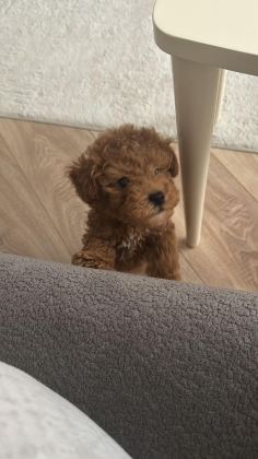 ÜST KALİTE EV ORTAMINDA SAĞLIK IRK GARANTİLİ POODLE