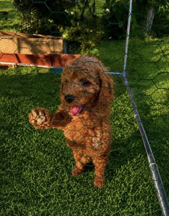 ÜST KALİTE SAĞLIK IRK GARANTİLİ TOY POODLE YAVRULAR