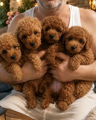 GÜZELER GÜZELİ POODLE BEBEKLER