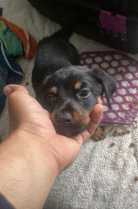 DOBERMAN YAVRULAR IRK SAĞLIK GARANTİLİ