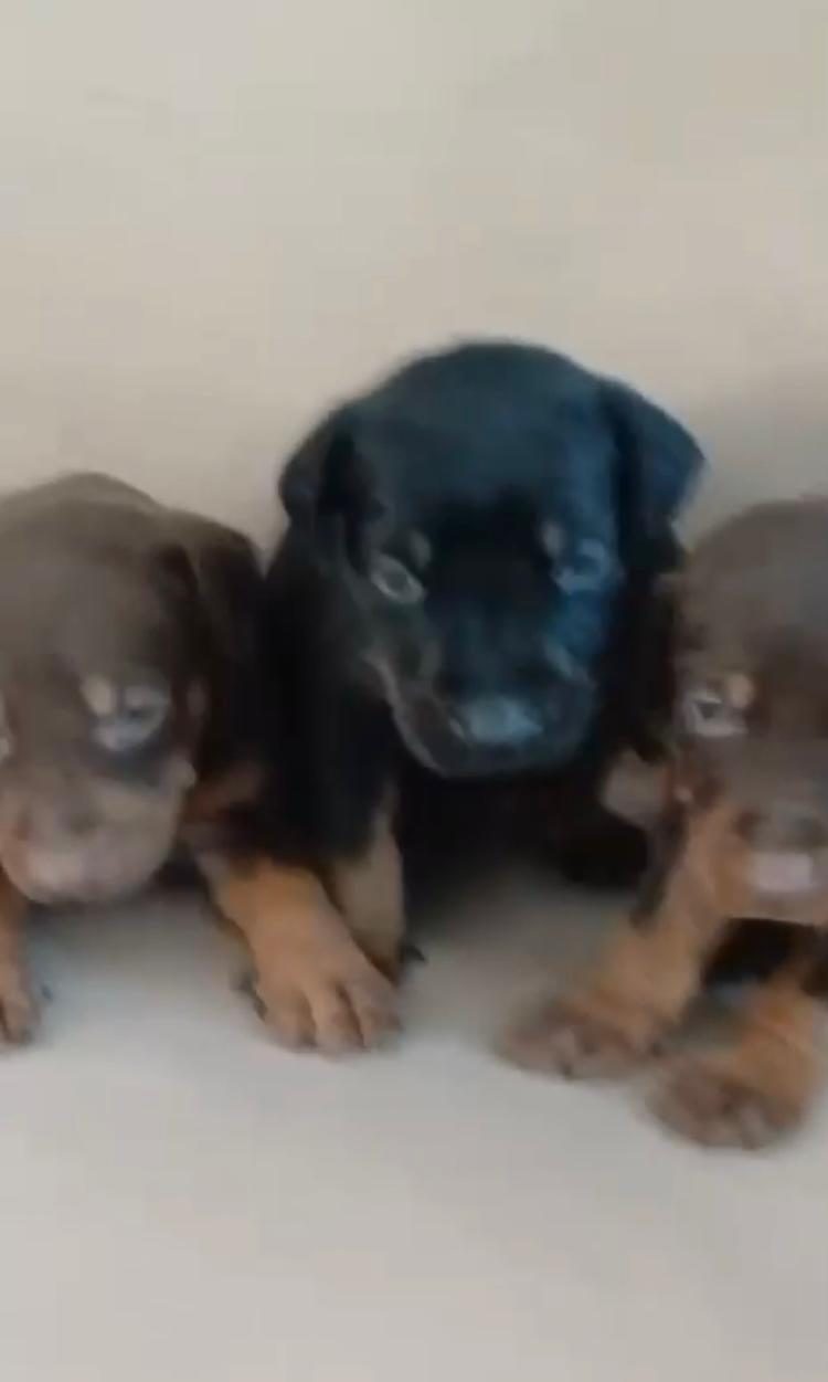 DOBERMAN YAVRULAR IRK SAĞLIK GARANTİLİ