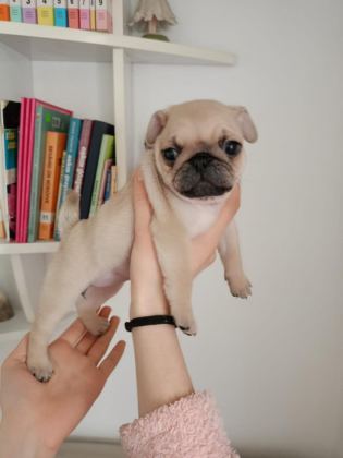 ORJİNAL SAFKAN MİCRO BOY SIFIR BOY PUG YAVRULAR
