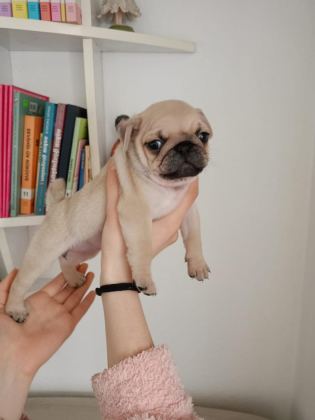 ORJİNAL SAFKAN MİCRO BOY SIFIR BOY PUG YAVRULAR