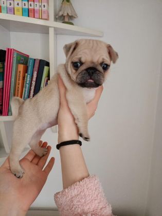 ORJİNAL SAFKAN MİCRO BOY SIFIR BOY PUG YAVRULAR