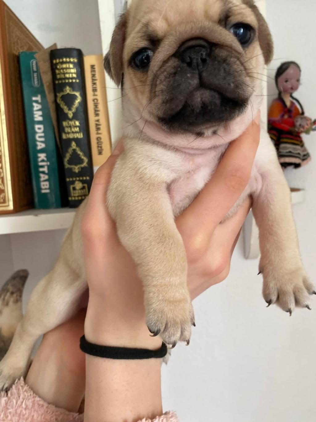ORJİNAL SAFKAN MİCRO BOY SIFIR BOY PUG YAVRULAR