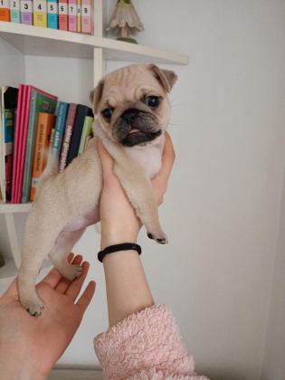 ORJİNAL SAFKAN MİCRO BOY SIFIR BOY PUG YAVRULAR