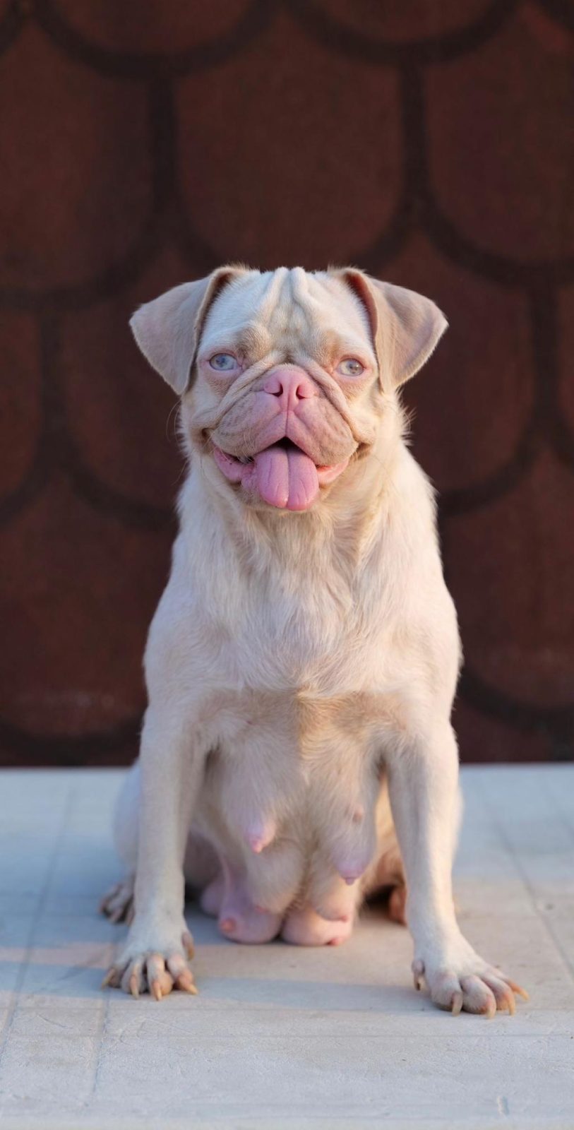 EGZOTİK DİŞİ ERKEK PUG