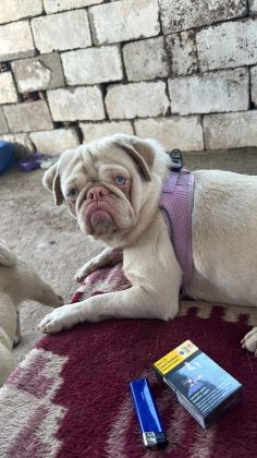 EGZOTİK DİŞİ ERKEK PUG