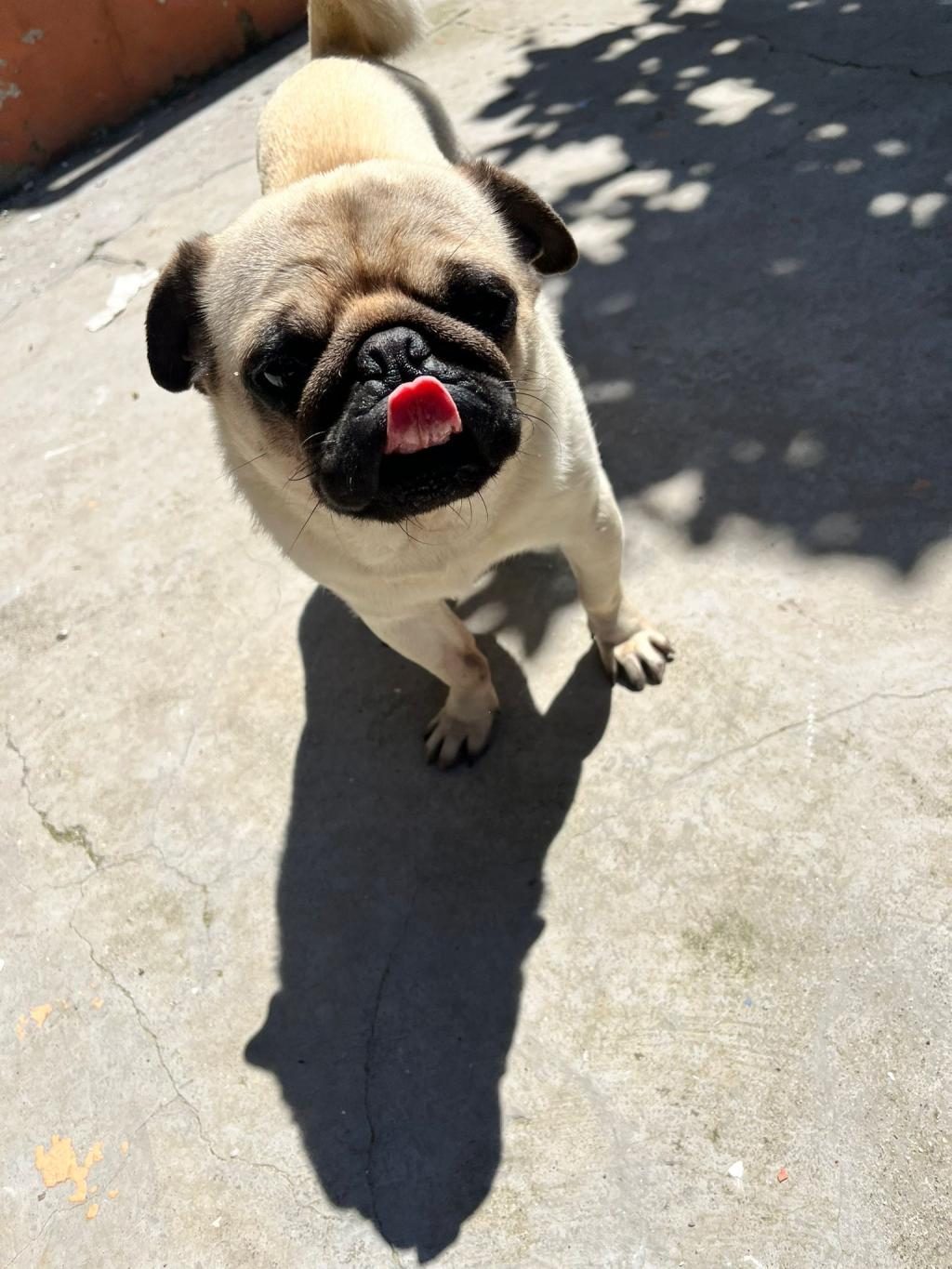 PUG KÖPEĞİMİZ İÇİN ÇİFTLEŞTİRME
