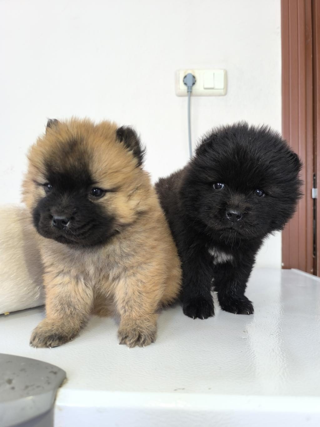 KALİTELİ ÇİN ASLANI CHOW CHOW YAVRULAR