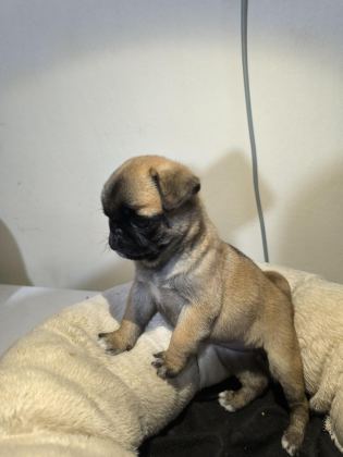 A KALİTE IRK GARANTİLİ PUG MOPS YAVRU
