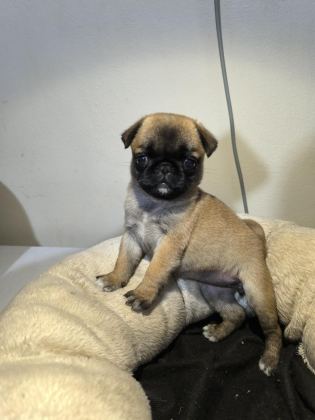 A KALİTE IRK GARANTİLİ PUG MOPS YAVRU