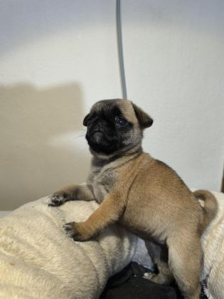 A KALİTE IRK GARANTİLİ PUG MOPS YAVRU