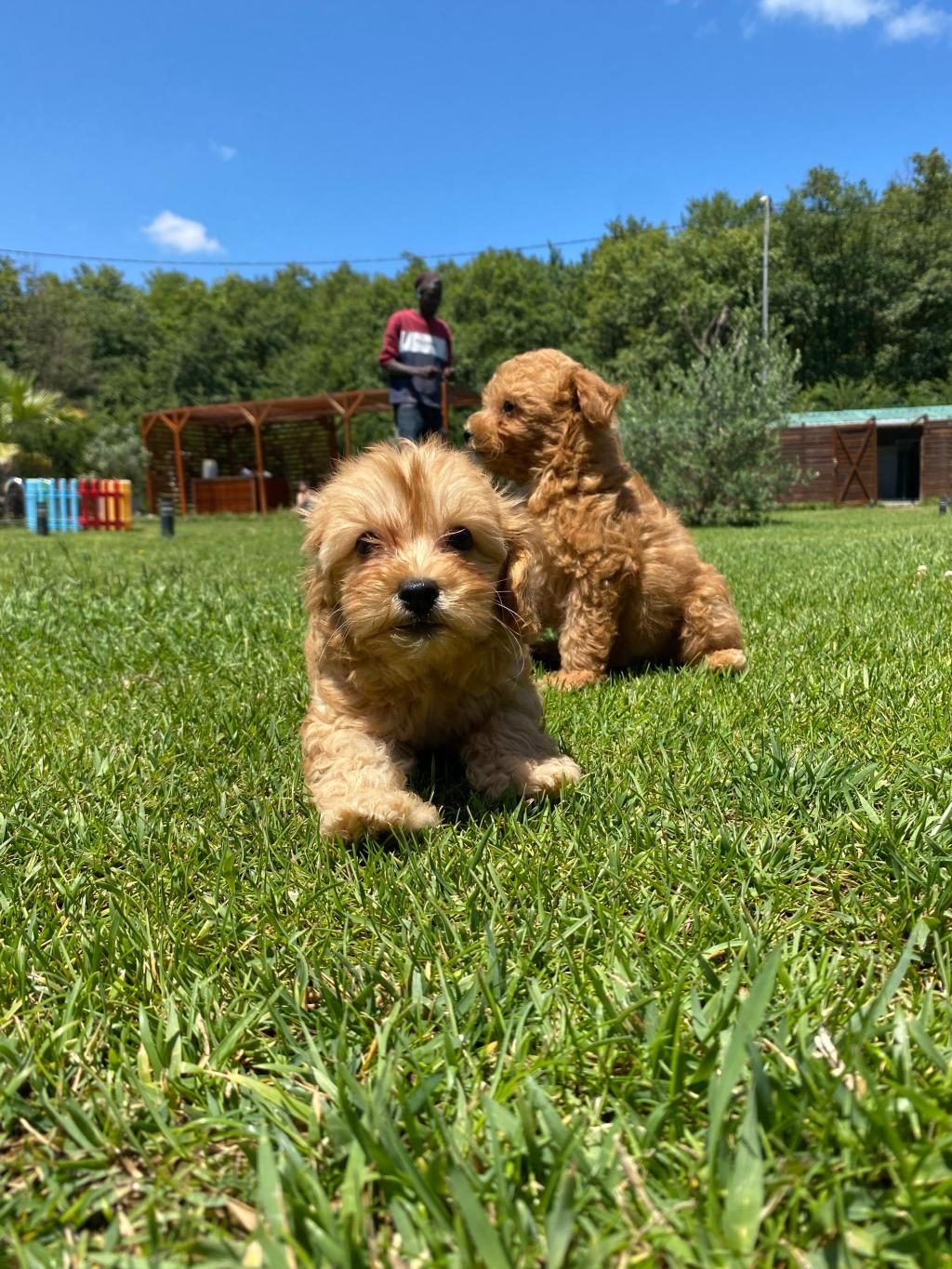 TEDDY SURAT KORE KAN MALTİPOO YAVRULARIMIZ