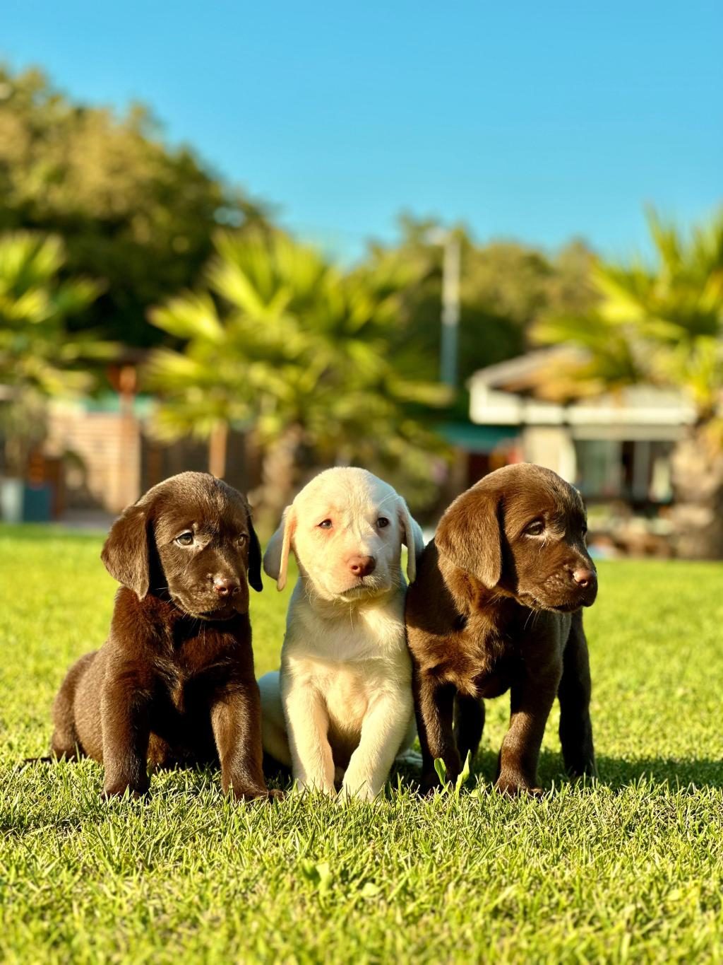 3 RENK LABRADOR YAVRULARI SAĞLIK VE IRK GARANTİLİ