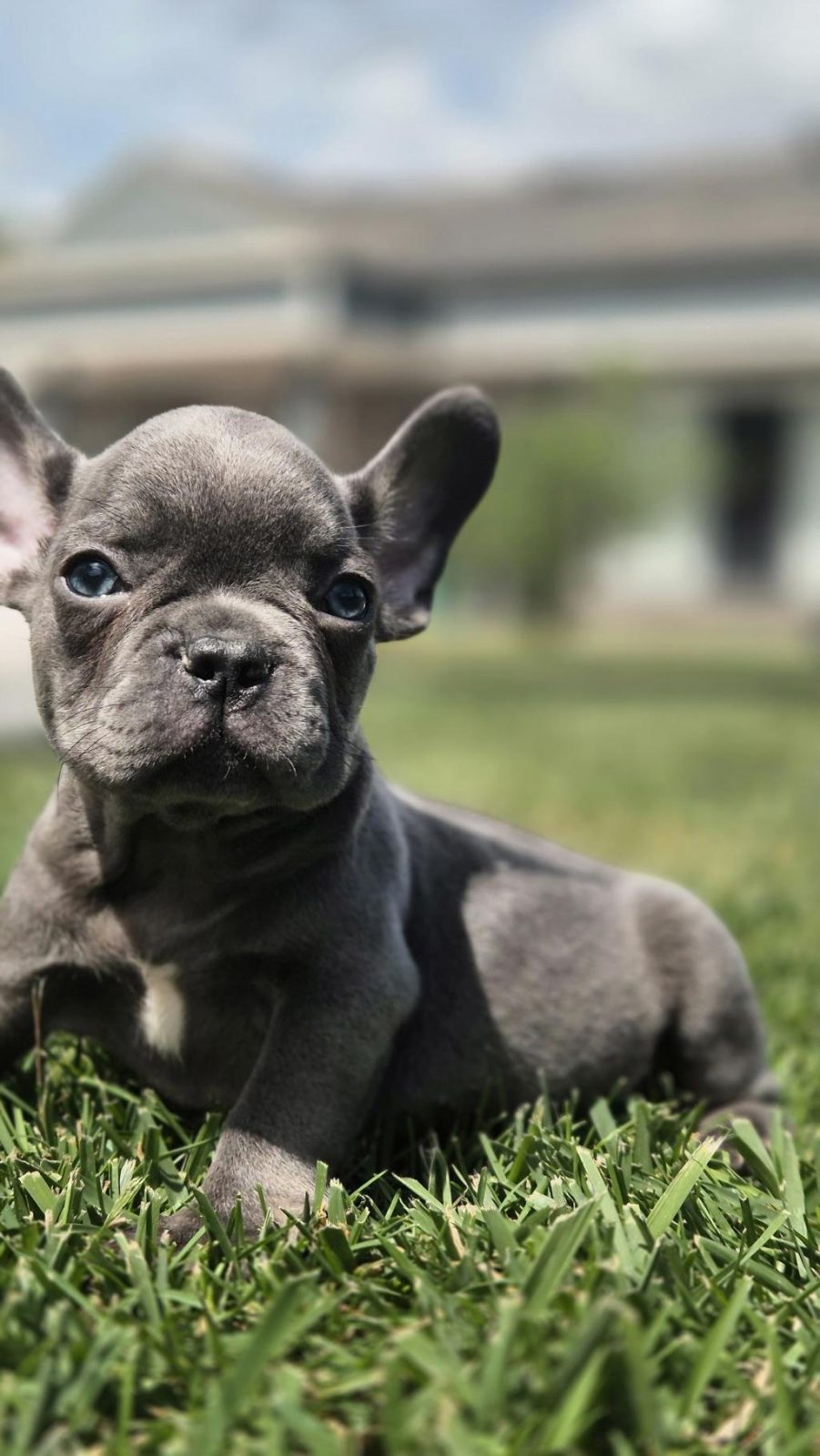 BLUE FRENCH BULLDOG YAVRULARI