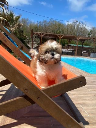 SHIHTZU YAVRULARI İSTANBUL