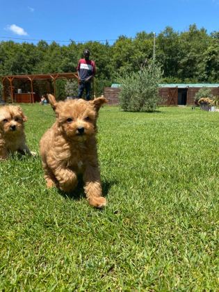 TEDDY SURAT KORE KAN MALTİPOO YAVRULARIMIZ