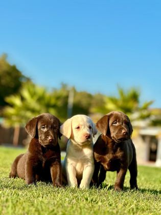 3 RENK LABRADOR YAVRULARI SAĞLIK VE IRK GARANTİLİ