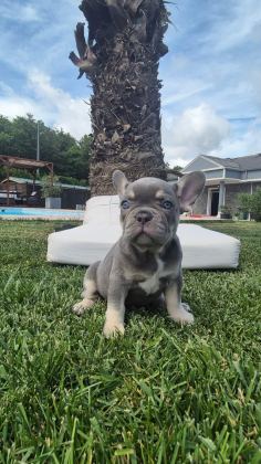 2 RENKLİ FRENCH BULLDOG YAVRULARI ÇİFTLİKTEN