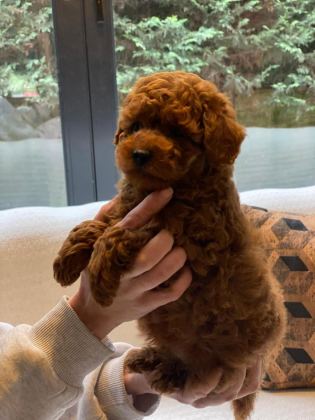 OYUNCAK AYICIK GÖRÜNÜMLÜ RED POODLE YAVRULARIMIZ