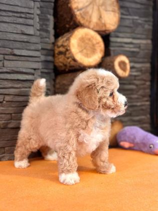 TEDDY SURAT KORE KAN MALTİPOO YAVRULARIMIZ
