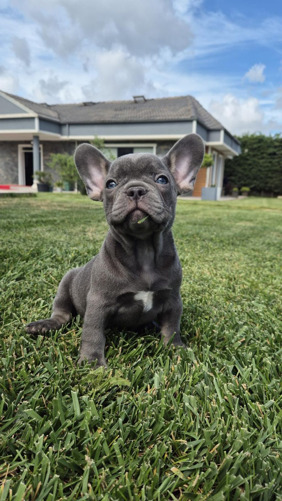 FRENCH BULLDOG YAVRULARI ÇİFTLİKTEN