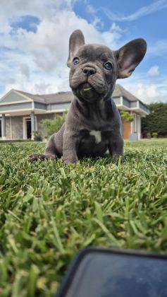 FRENCH BULLDOG YAVRULARI ÇİFTLİKTEN