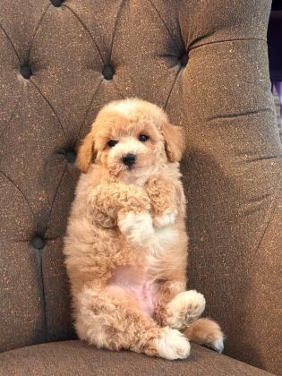 TEDDY SURAT KORE KAN MALTİPOO YAVRULARIMIZ