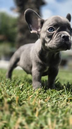 BLUE FRENCH BULLDOG YAVRULARI