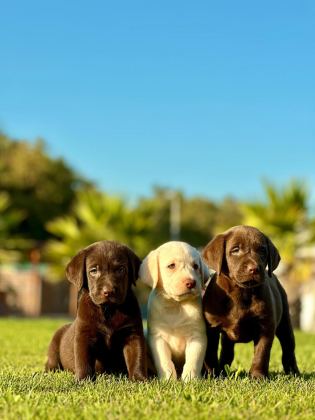 3 RENK LABRADOR YAVRULARI SAĞLIK VE IRK GARANTİLİ