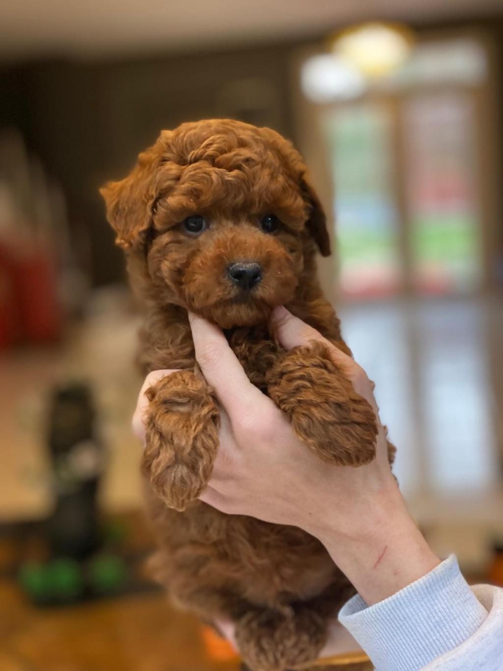 EĞİTİLEBİLİR TOY POODLE YAVRULARI İLE EVİNİZE NEŞE KATIN