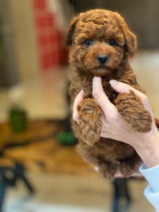 EĞİTİLEBİLİR TOY POODLE YAVRULARI İLE EVİNİZE NEŞE KATIN