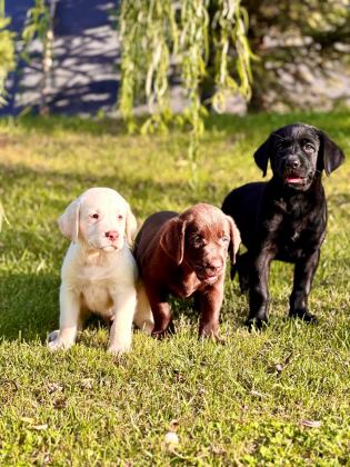 3 RENK LABRADOR YAVRULARI SAĞLIK VE IRK GARANTİLİ