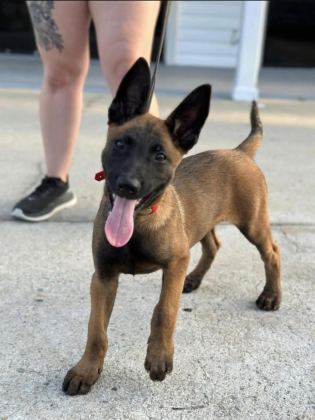 BELÇİKA MALİNOİS YAVRULARI İSTANBUL