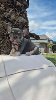 2 RENKLİ FRENCH BULLDOG YAVRULARI ÇİFTLİKTEN
