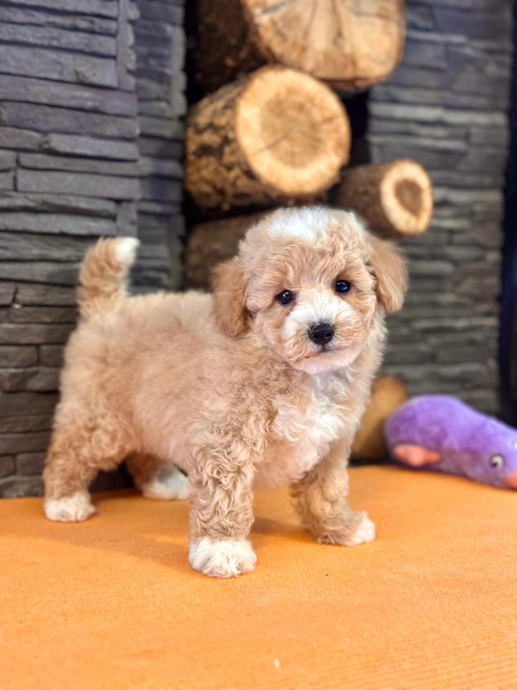 TEDDY SURAT KORE KAN MALTİPOO YAVRULARIMIZ