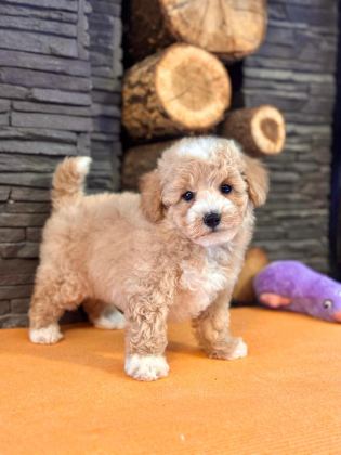 TEDDY SURAT KORE KAN MALTİPOO YAVRULARIMIZ