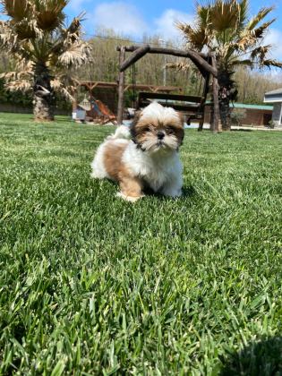 KRALİYET SOYUNDAN GELEN SHIHTZU YAVRULARI