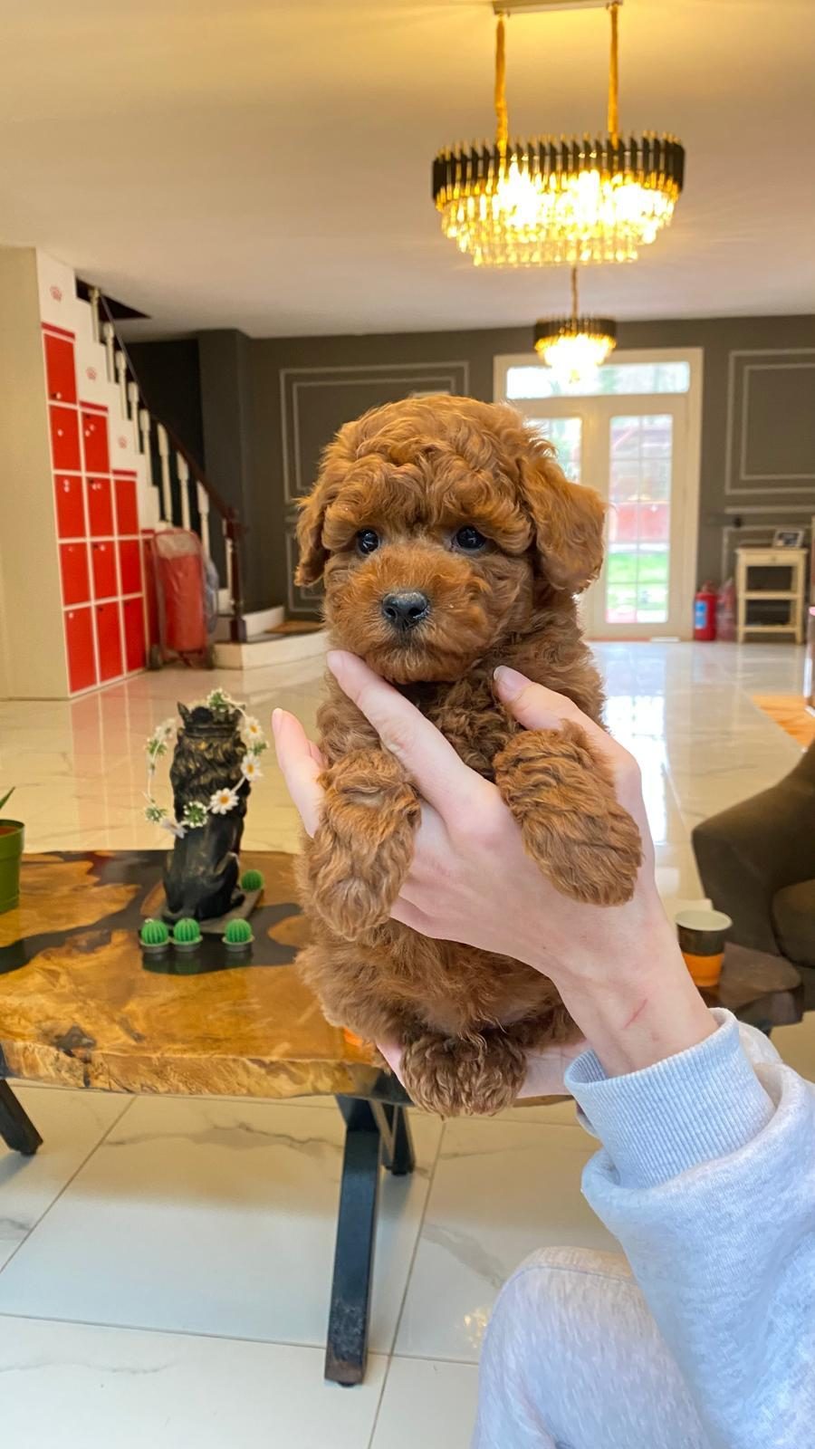 ZEKİ VE TÜY DÖKMEYEN KARAKTERİYLE POODLE YAVRULARI